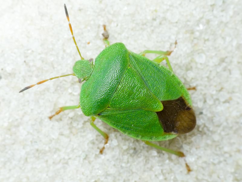 Palomena viridissima (Poda, 1761)
